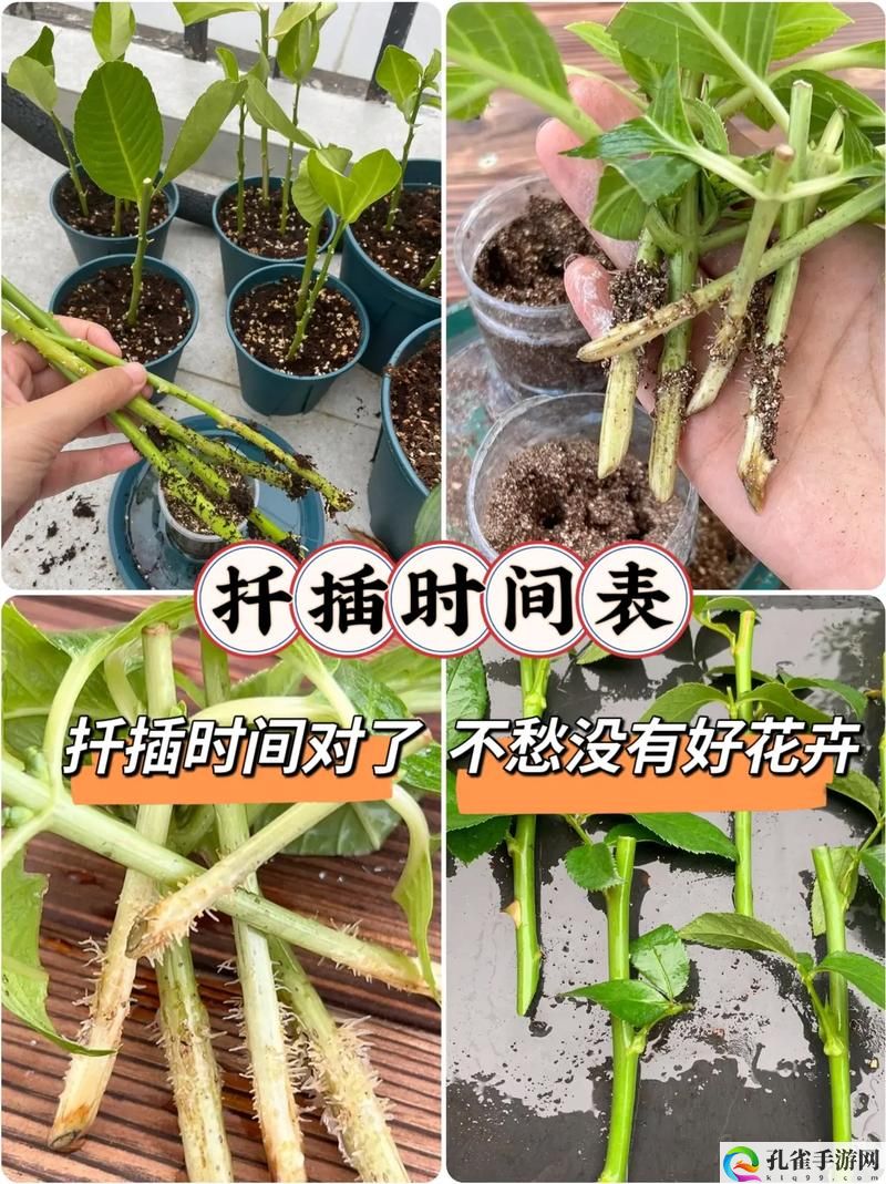 床上植物扦插72种实用技巧