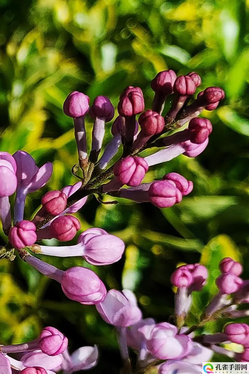 丁香花完整版视频