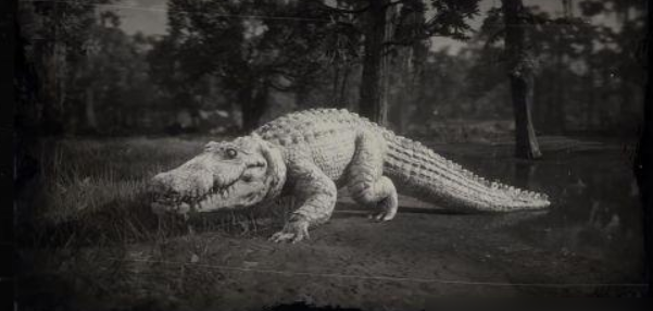 荒野大镖客2传奇短吻鳄在哪-传说巨型短吻鳄狩猎地点