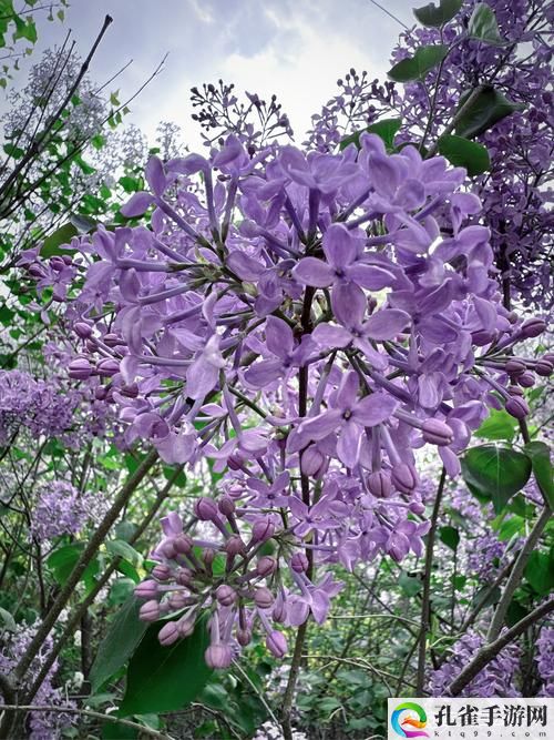 丁香花高清在线观看完整电影