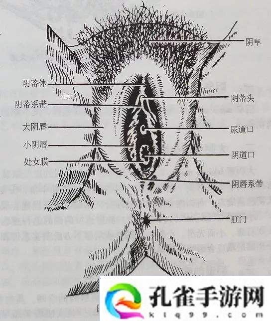 内容丰富大荫蒂BBBBBB大荫蒂