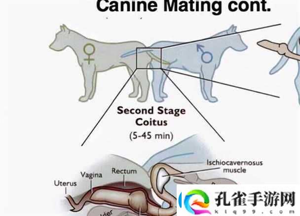 狗配人怎样配马配人呢图片